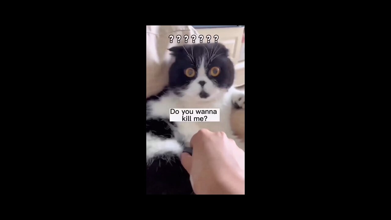 Cute Cat Have Fun & Shows Funny Reaction <😼