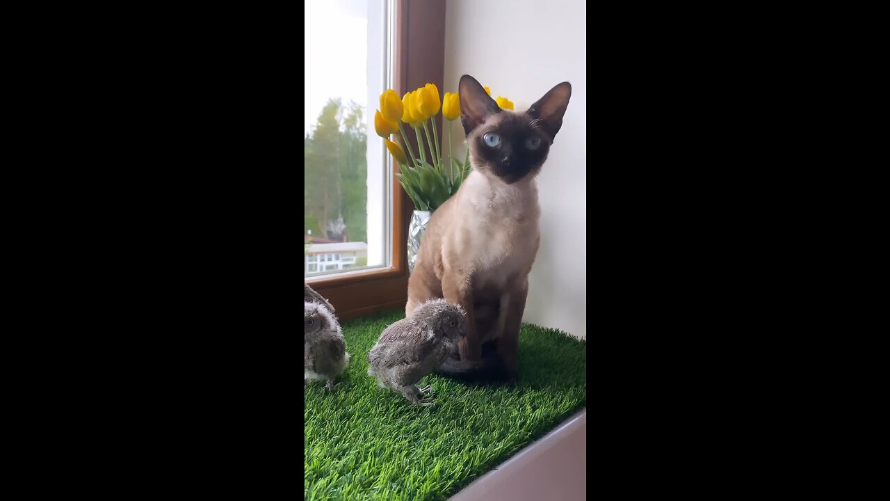 baby owls think the cat is their mother