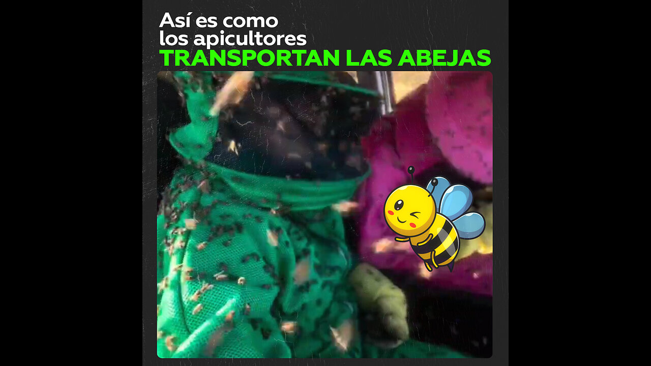 Apicultores enseñan cómo transportar en coche colmenas con abejas