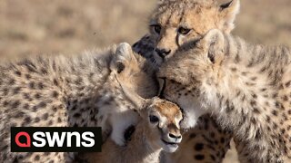 Cheetah cubs play with a gazelle - before a BABOON steals it