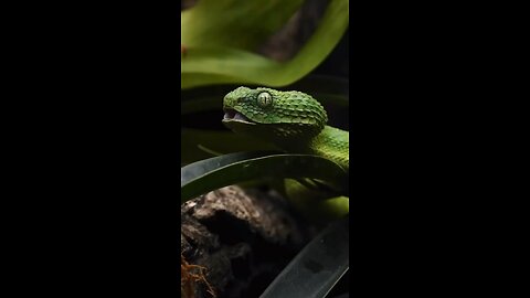What If Snakes Disappeared? 🐍❌ The Unseen Consequences!