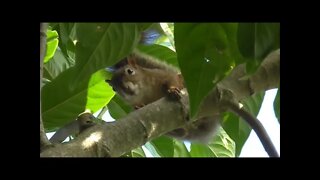 O Esquilo no pé de fruta-do-conde