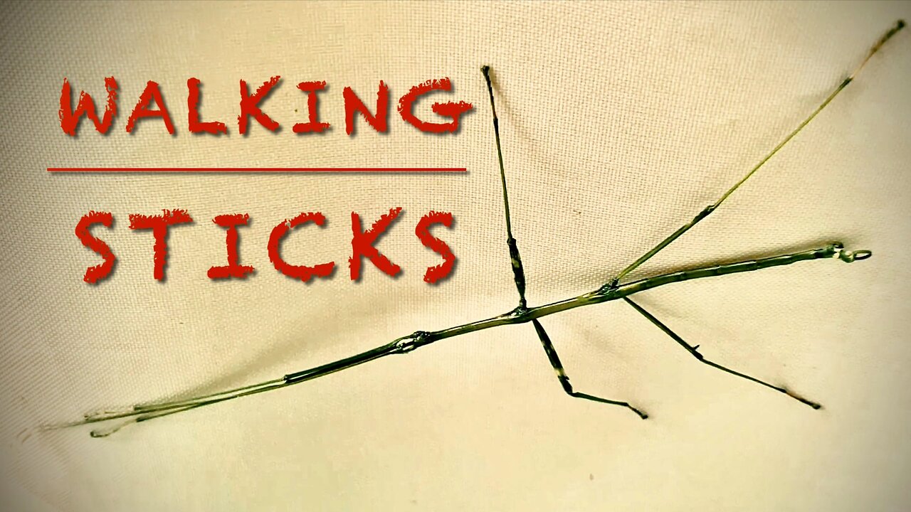 Walking Sticks