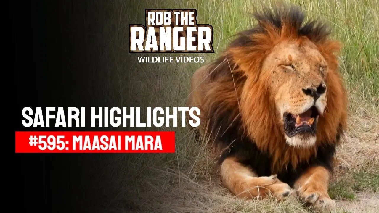 Safari Highlights #595: 03 Mar 2021 | Maasai Mara/Zebra Plains | Latest Wildlife Sightings