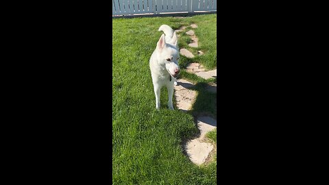 Talking Husky - Ghost Wants Chicken Scraps… Or Chickens 😅