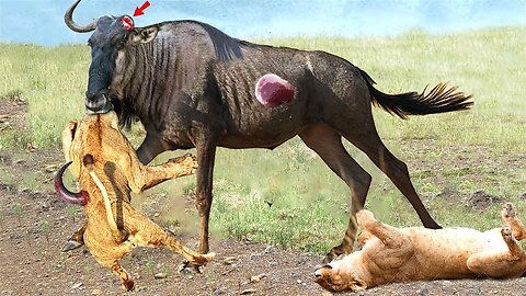 Wildebeest Courageous Fights With Fierce Lions For Life - Survival Battle - Wild Animal Attack