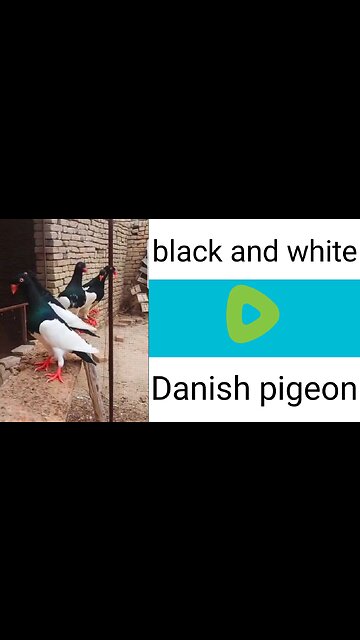 Black white Danish breeder pair pigeon beautiful