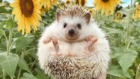 BEST FUNNY ANIMAL VIDEO