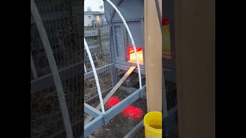 Updates on the Lawson Chicken Tractor (after 5 months of use)