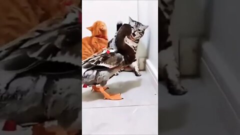 Cat's &Duck 🦆🦆 Fight Funny Videos Reaction#trending #viral #short #entertainment