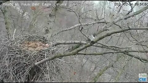 Pittsburgh Hays Eagle gives post chase to sub adult 2020 02 04 951AM