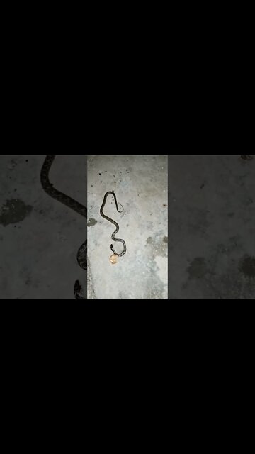 Common Krait | Indian Snake | snake lover | #snakevideo #shorts #viralvideos