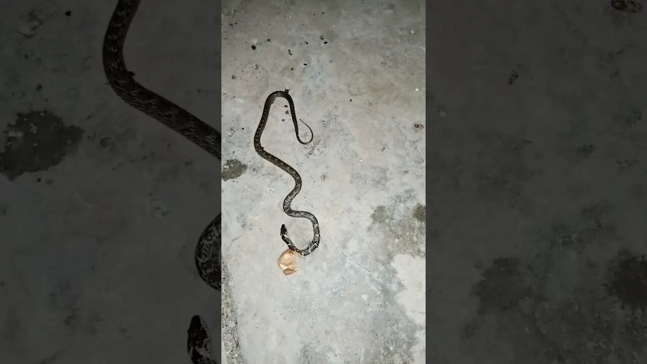 Common Krait | Indian Snake | snake lover | #snakevideo #shorts #viralvideos