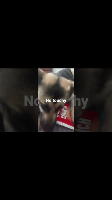 Hoomans Trash is a Dogs Treasure #shorts