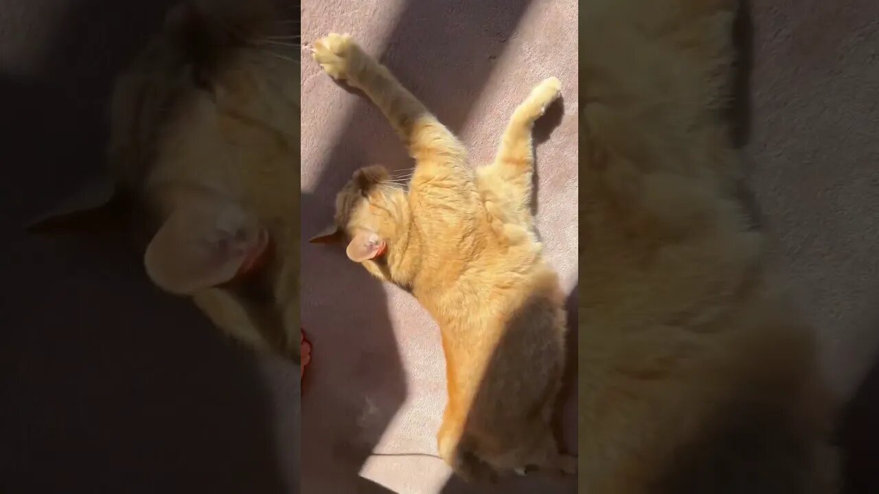 My Beautiful Cat Laying in the Sun ☀️