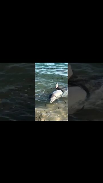 Dolphins at Monkey Mia, Perth WA