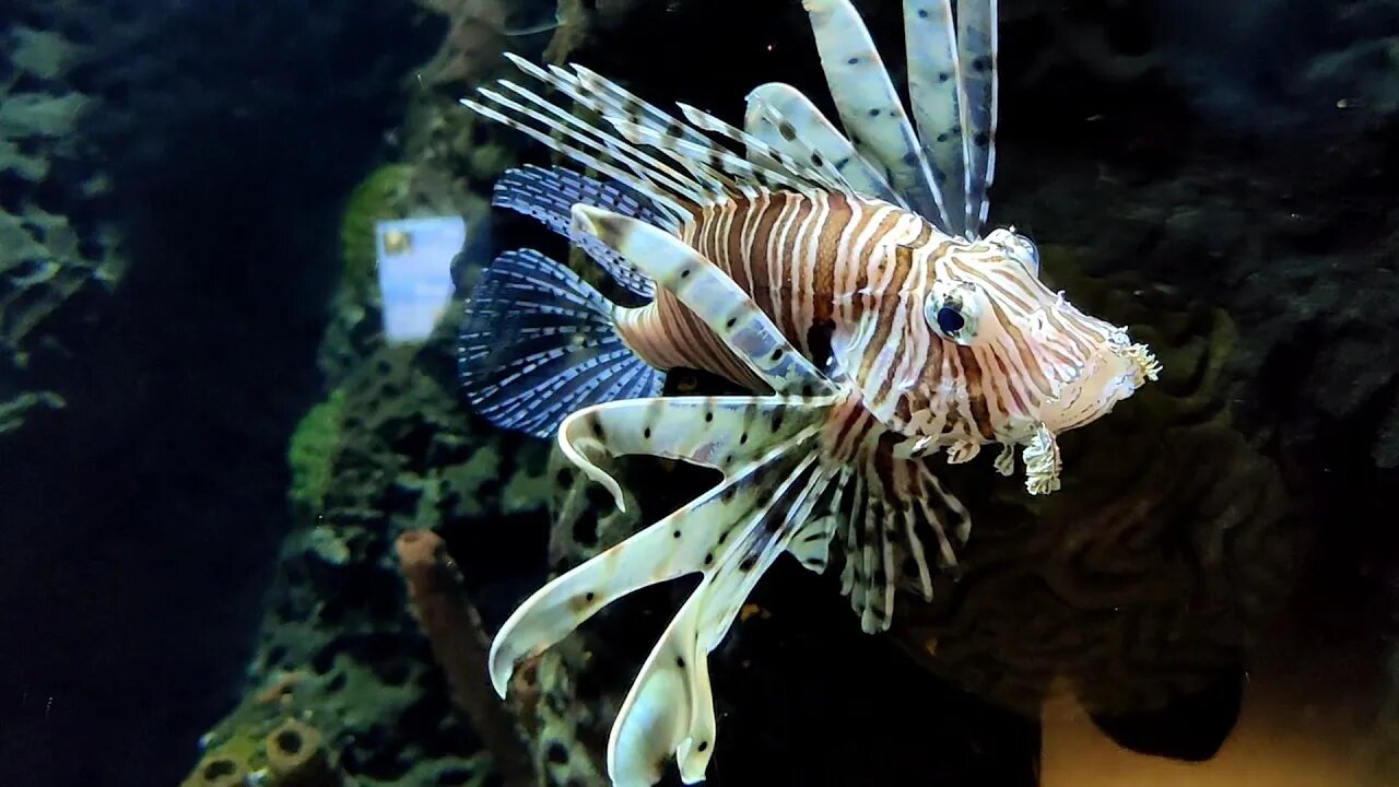 Sylt Meerwasser-Aquarium. Sylt, Germany.