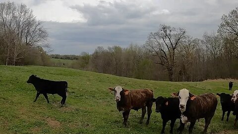 Flooding and tornado warnings interrupt afternoon chores.