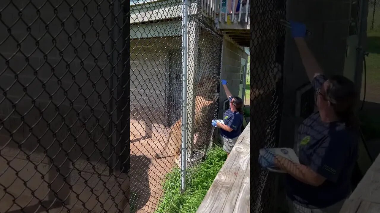 Lion taking food from her partner