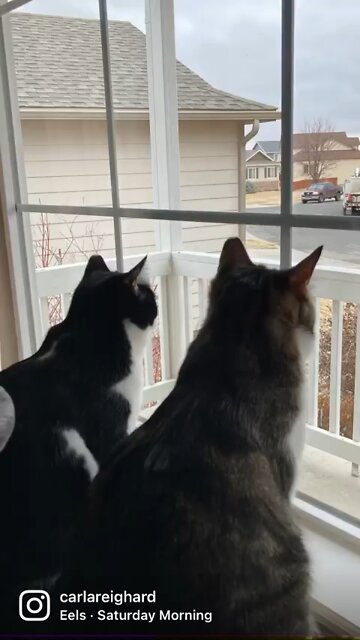 3 Fuzzy Solos - looking for snow