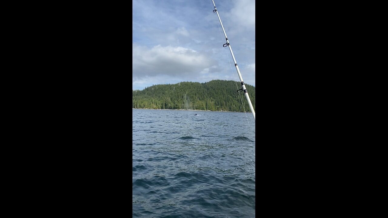 Humpback whales in Barkley Sound Canada