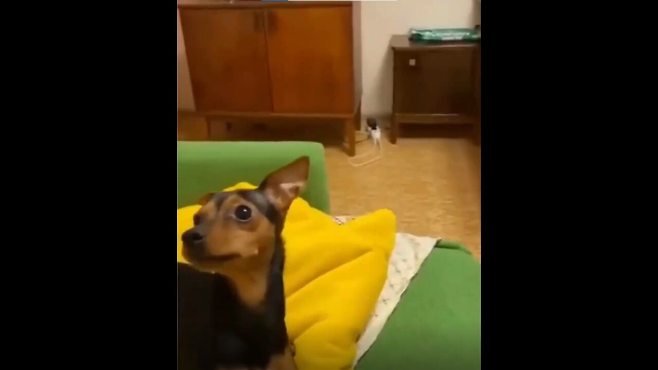 Funny dogs : the best paw-fect funny