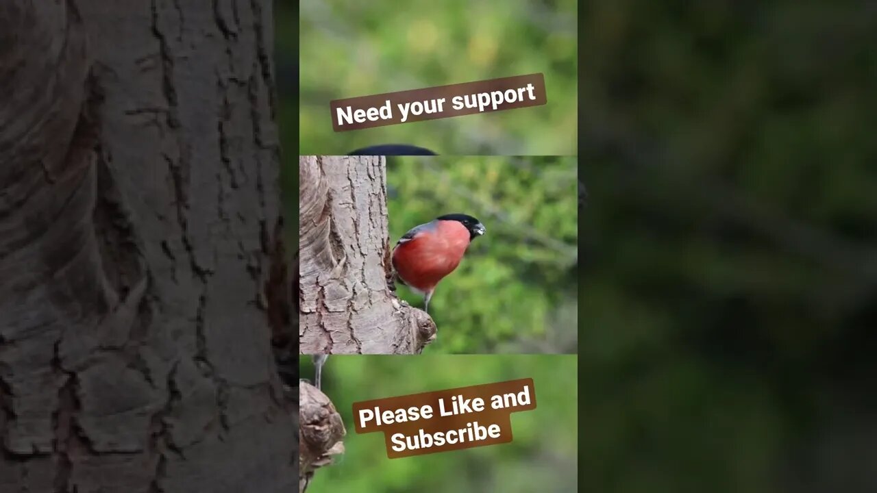 Birds | Nature | Beauty | #birds | #nature | #shorts | #viral | #famous | #beauty | #satisfying