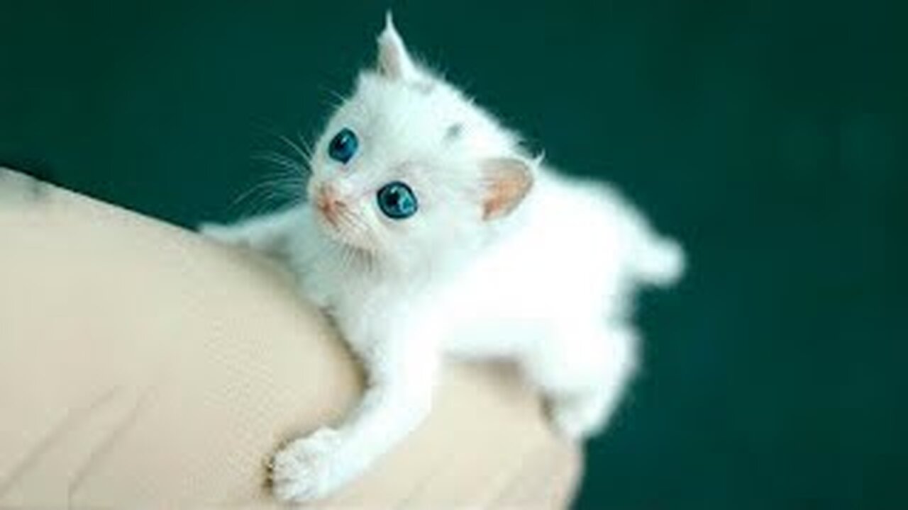 FUNNY CATS 2023 & OTHER ANIMALS / 10 MINUTES OF LAUGHTER / FUNNY ANIMALS 2023 / BEST CAT FUNNY