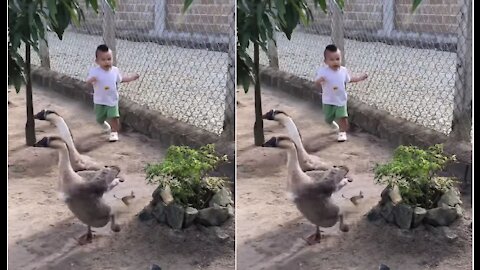 Baby playing with geese