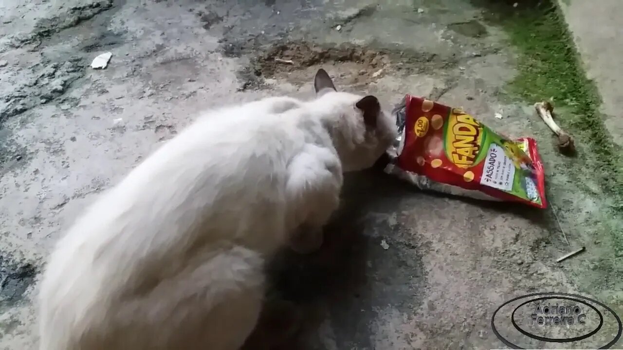 Gato + Fandangos Só Que Num Era