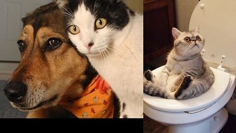 10 funniest dog and cat videos😂