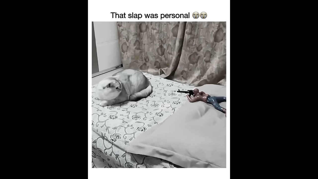 cat slap funny