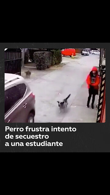 Perro salva a una niña de ser secuestrada en Chile