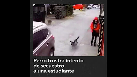 Perro salva a una niña de ser secuestrada en Chile