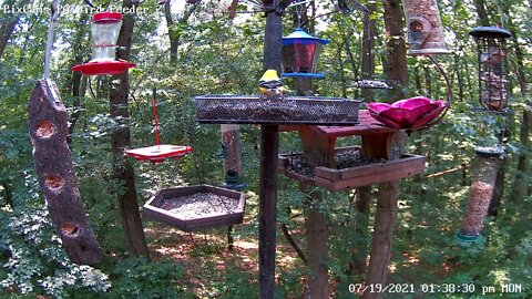 American Goldfinch