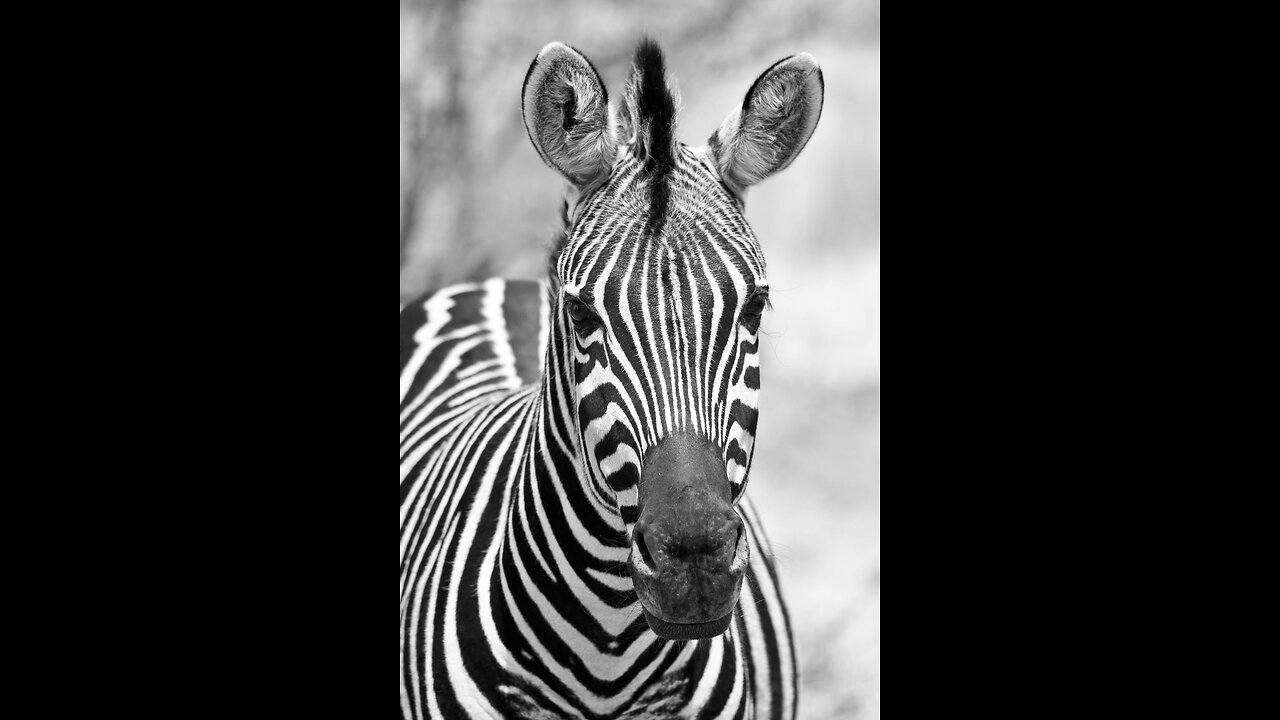 Zebra