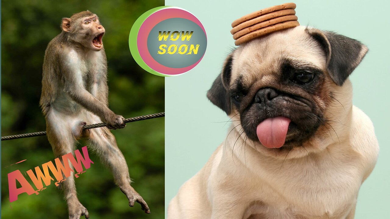 Try Not to Laugh at These Funny Animals Videos! Wow soon