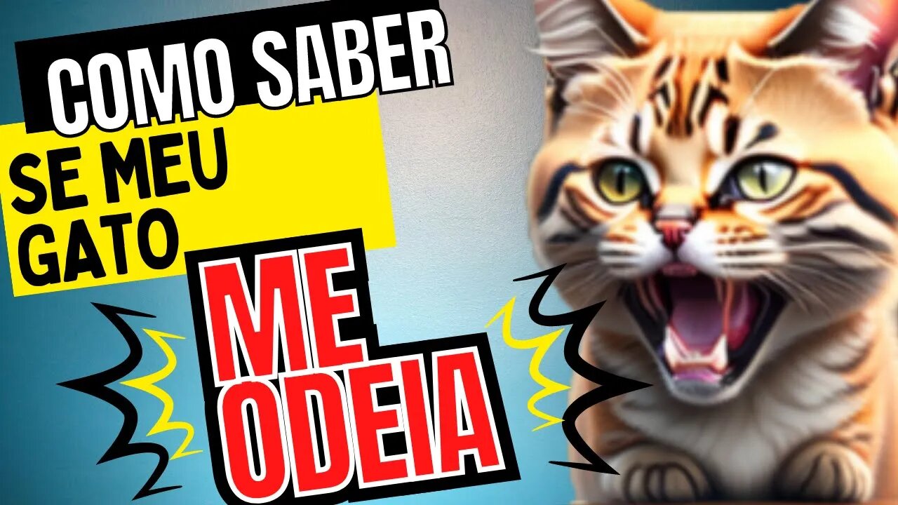 COMO SABER SE MEU GATO ME ODEIA