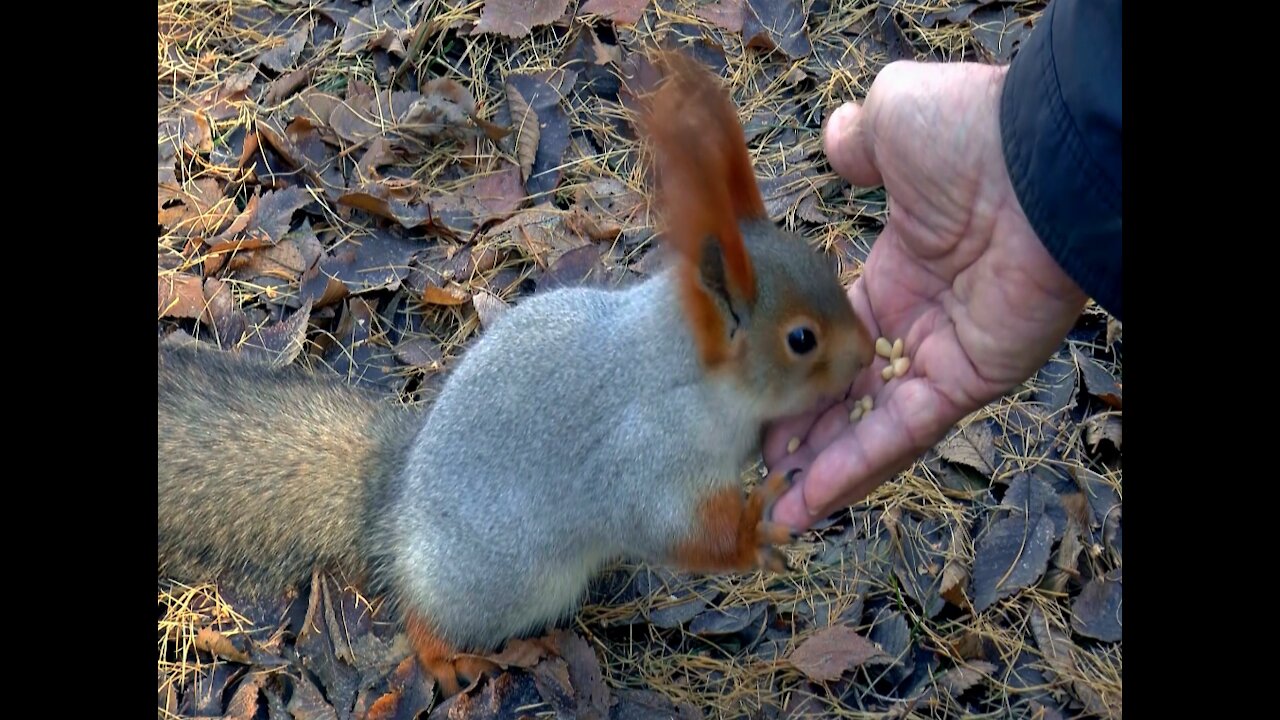 Cute squirrel >0.o<