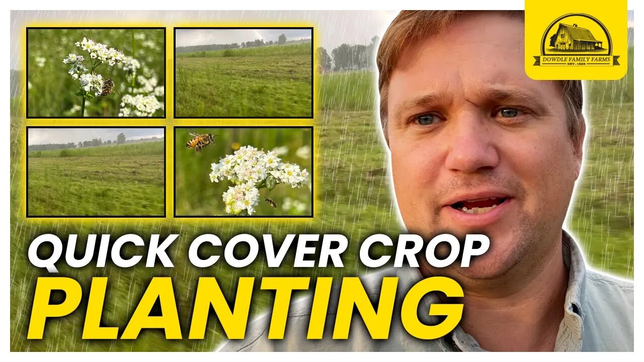 Quick Cover Crop Planting For Pigs and Wildlife