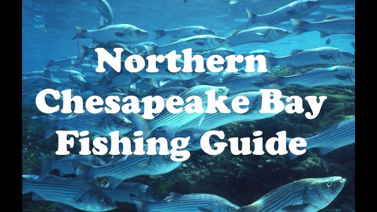 Common Fish Species of the Northern Chesapeake Bay