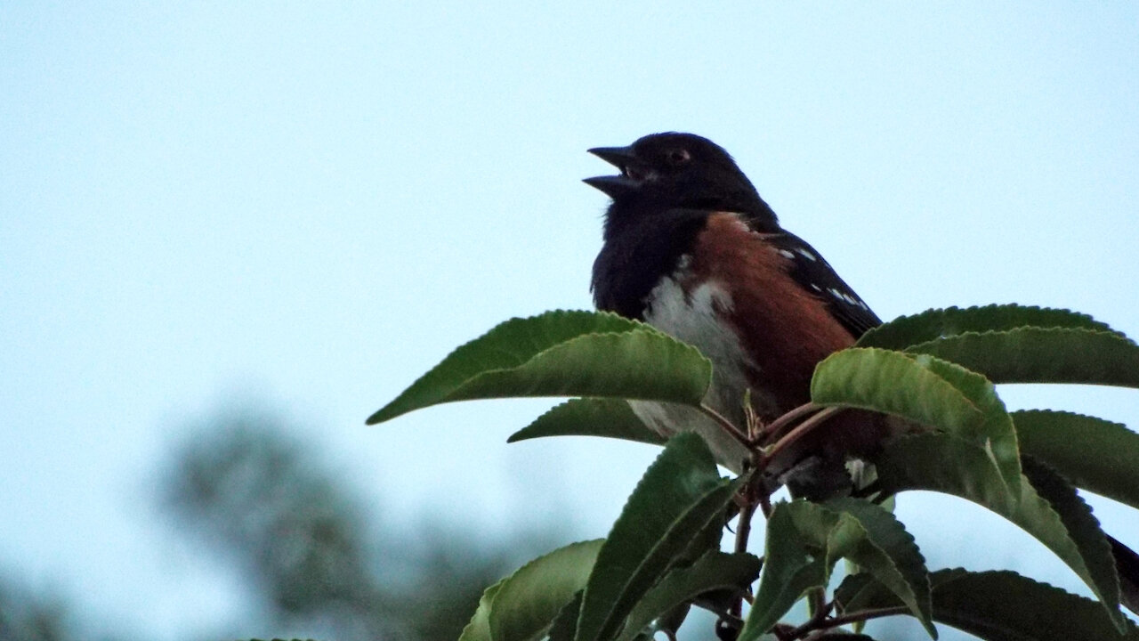 Spotted Towhee