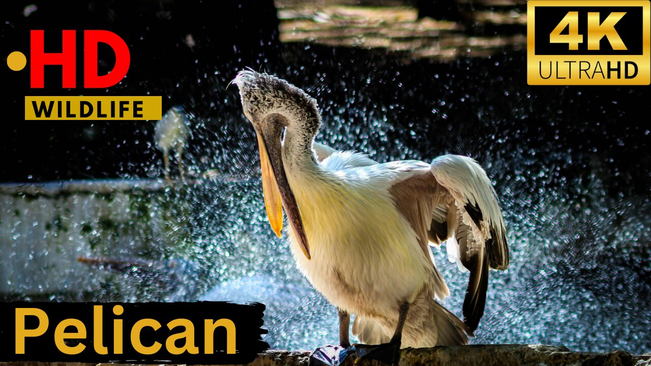 Pelican Birds are the most majestic creatures in nature! ll Epic Fail ll