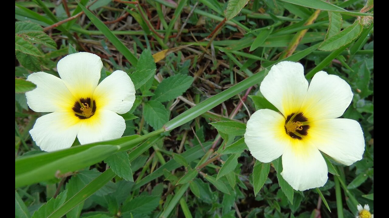 Mais Uma Maravilha no Meu Jardim, Uma Plantinha Linda que Achei no Mato!!!