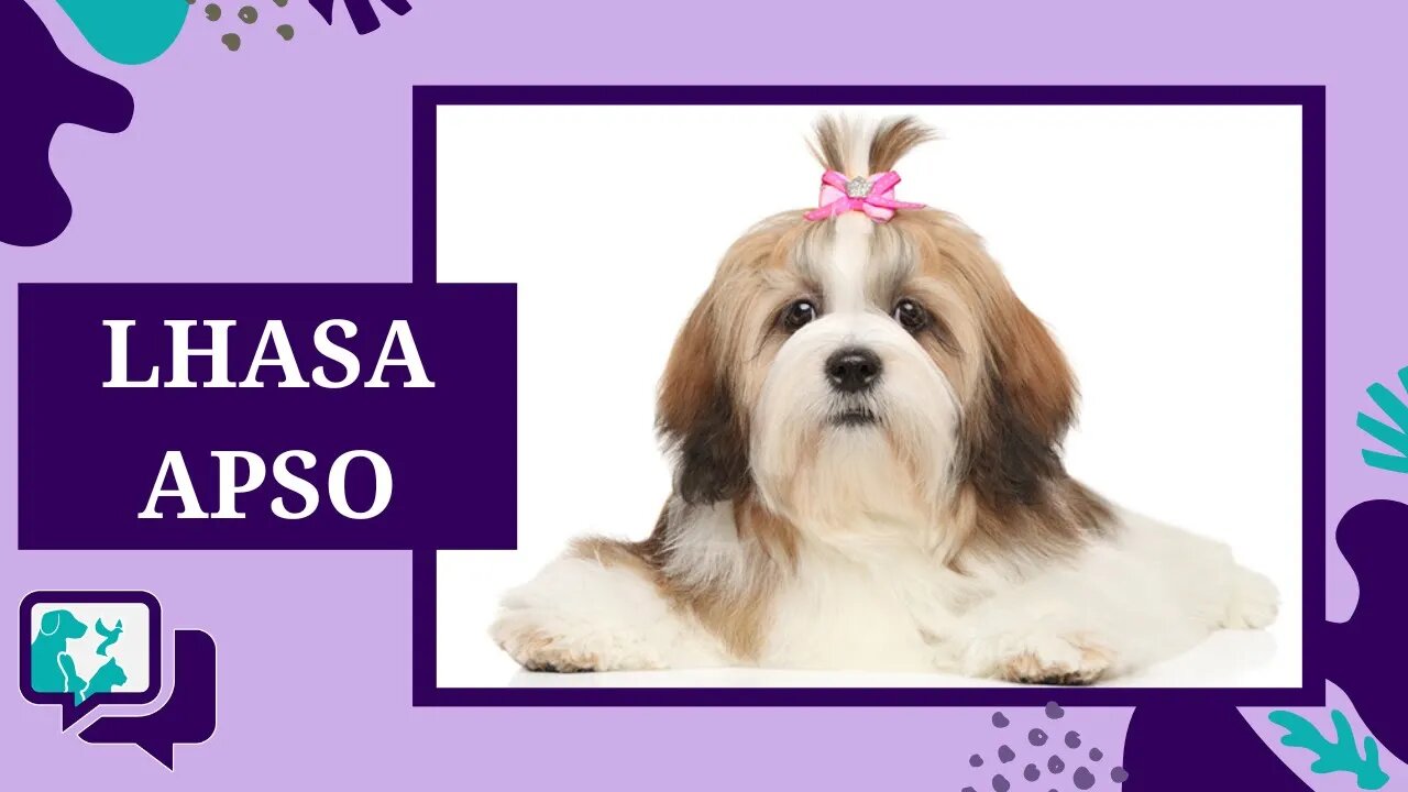 lHASA APSO: TUDO SOBRE A RAÇA