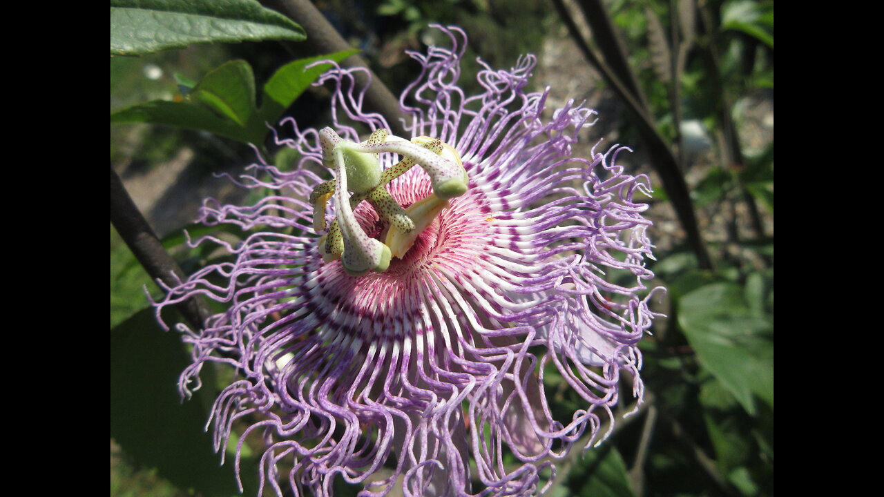 Finding Your Calm Place Passionflower Sept 2021