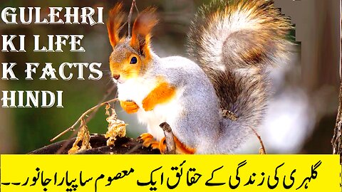 Squirrel | Chipmunk | life facts and detail | life of a squirrel