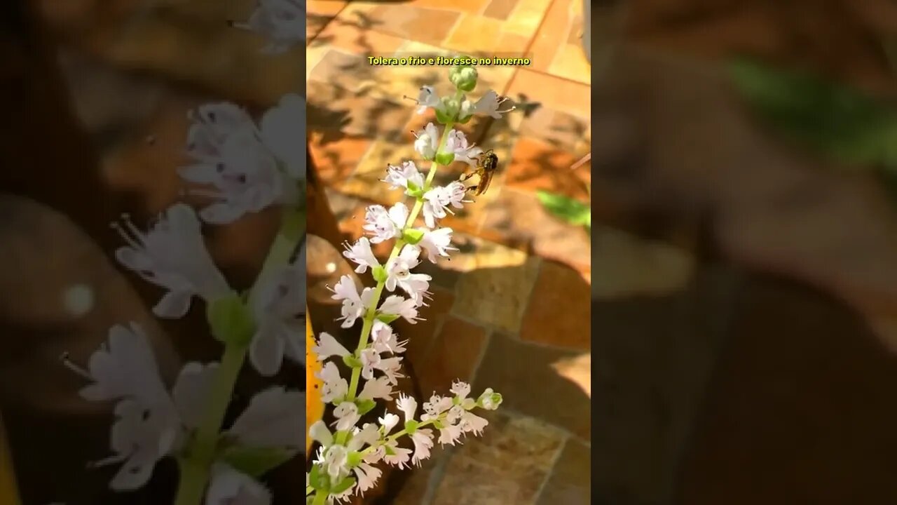 As abelhas sem ferrão visitam estas flores no outono e inverno #Shorts