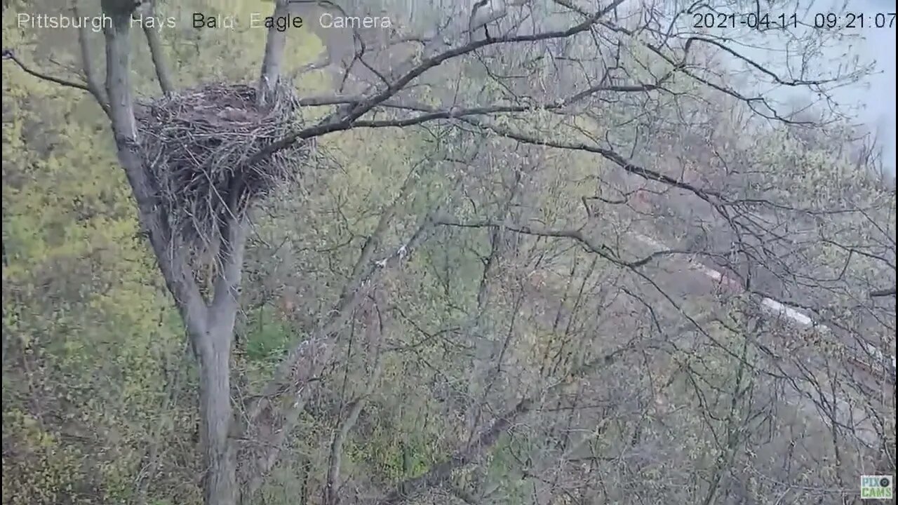 Hays Eagles nest vertical pan of nest before leaf cover Dad perched cam tree low 2021 04 11 9:20AM