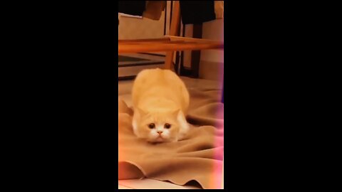 Funnyvideos 😂 #pet #funnivideos #cat